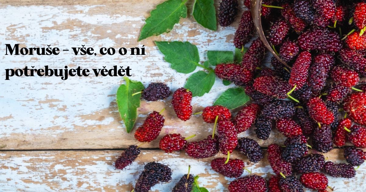 Moruše – vše, co o ní potřebujete vědět